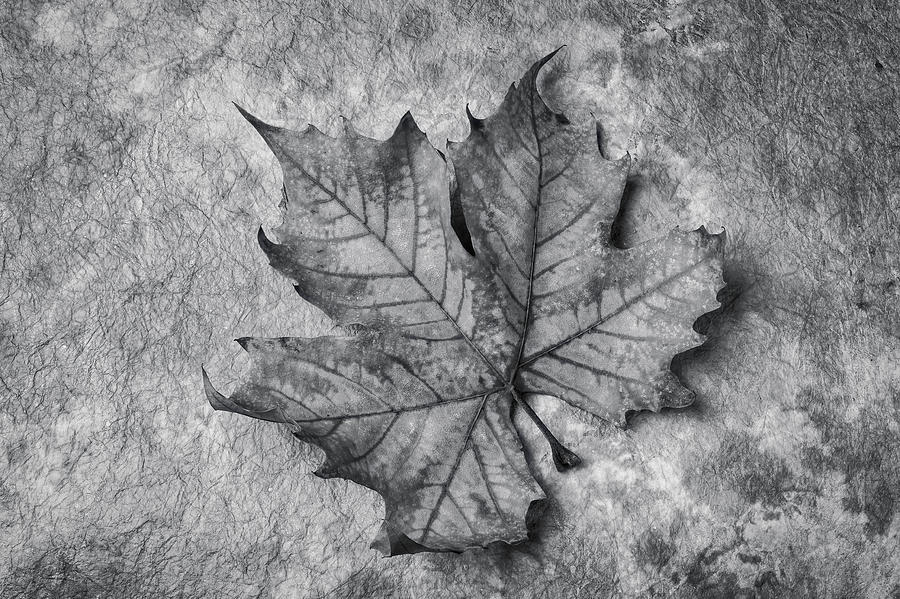 Fallen Leaf Black And White Photograph by Garry Gay