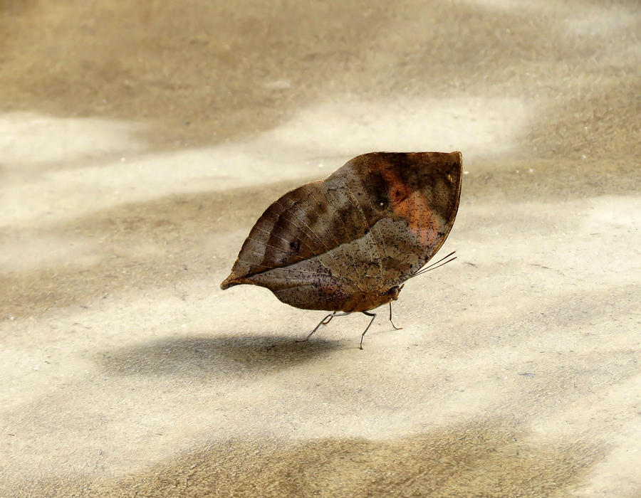 Fallen Leaf - Butterfly Photograph by MTBobbins Photography