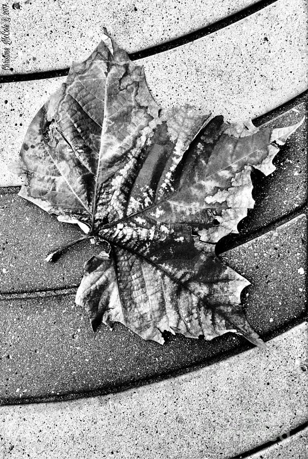 Fallen Leaf Photograph by Christine McCole