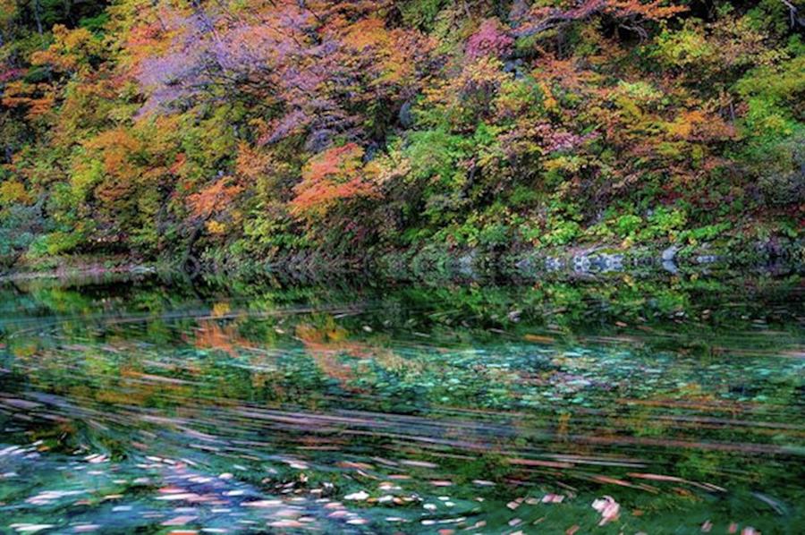 Nature Photograph - Fallen Leaf Dance 🍂 Autumn Leaves by Takamatsu Yuta