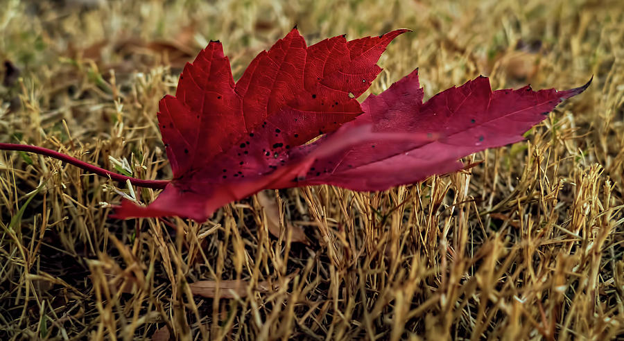 Fallen Leaf Photograph by Elijah Knight