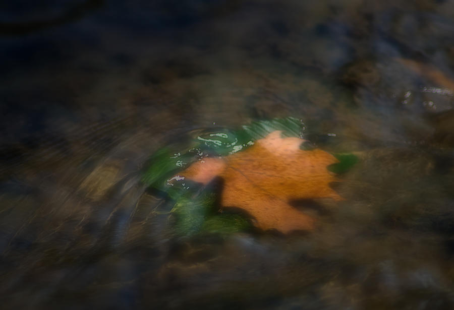 Fallen Leaf Photograph by Fred Lassmann