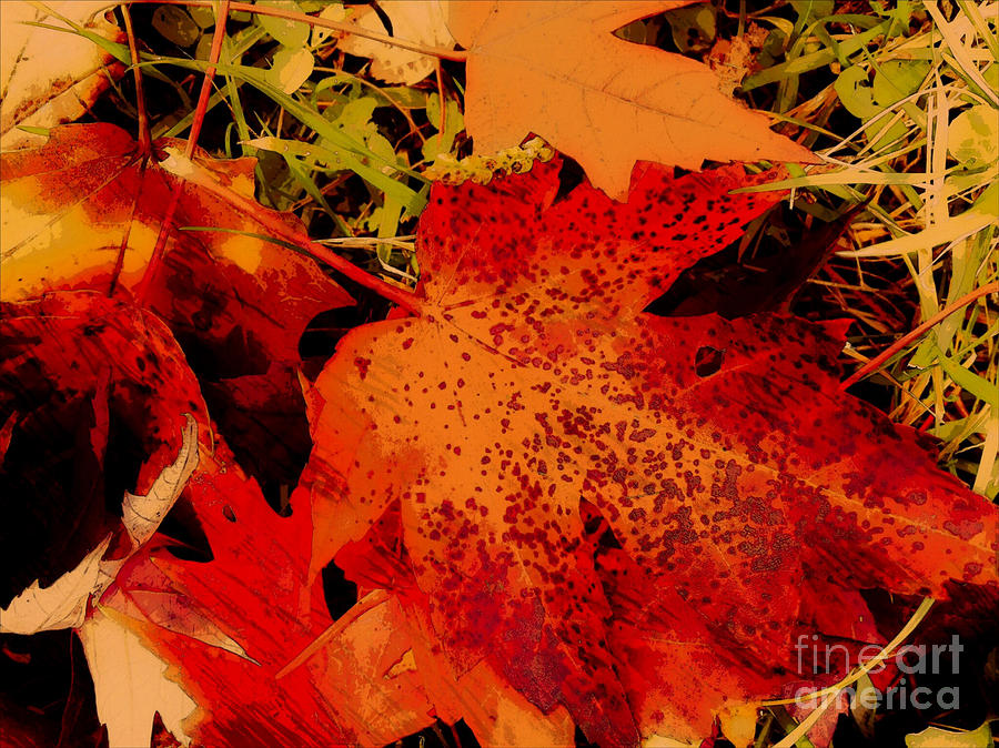 Fallen Leaf Photograph by Gayle Price Thomas