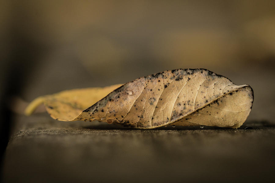 Fallen Leaf Photograph by Hyuntae Kim