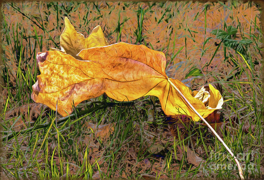 Fallen Leaf Digital Art by Jean OKeeffe Macro Abundance Art