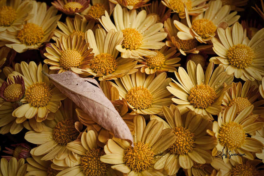 Flowers Still Life Photograph - Fallen Leaf by Jeff Swanson