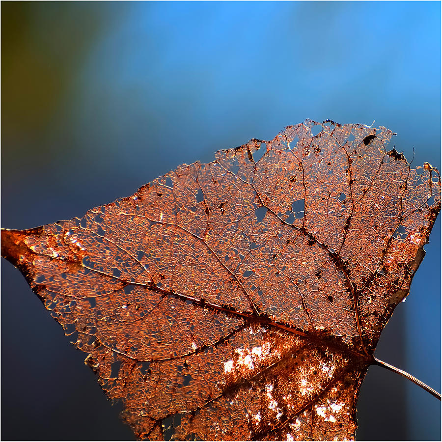 Fallen Leaf Photograph by Jerry Sodorff