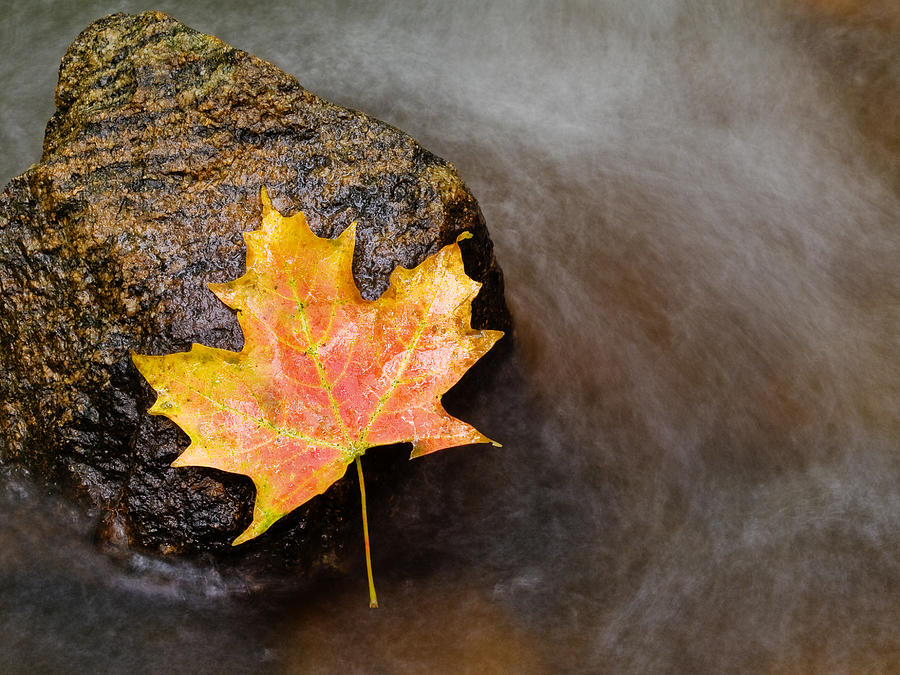Leaf Photograph - Fallen Leaf by Jim DeLillo