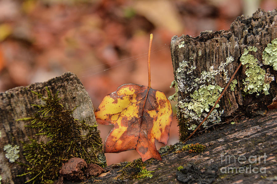 Fallen Leaf Photograph by John Greco