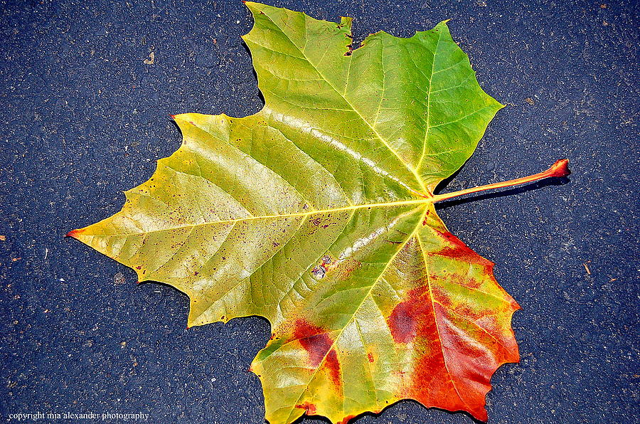 Fallen Leaf Photograph by Mia Alexander