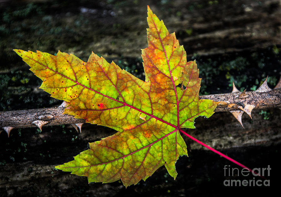 Fallen Leaf Photograph by Michael Arend