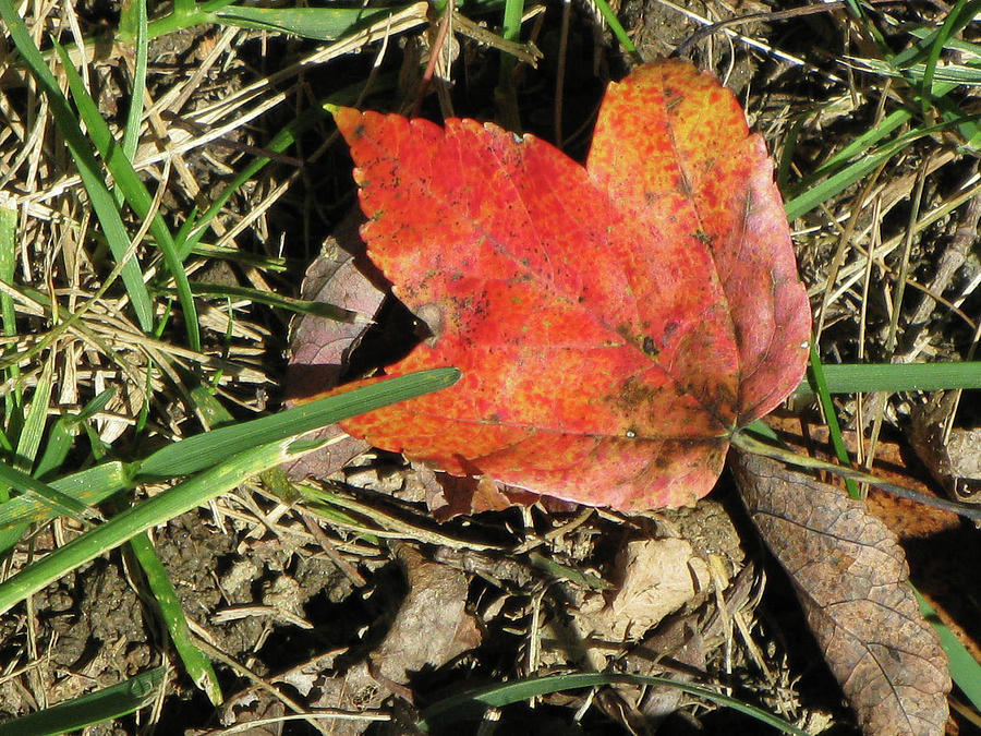 Fallen Leaf Photograph by Michele Wilson