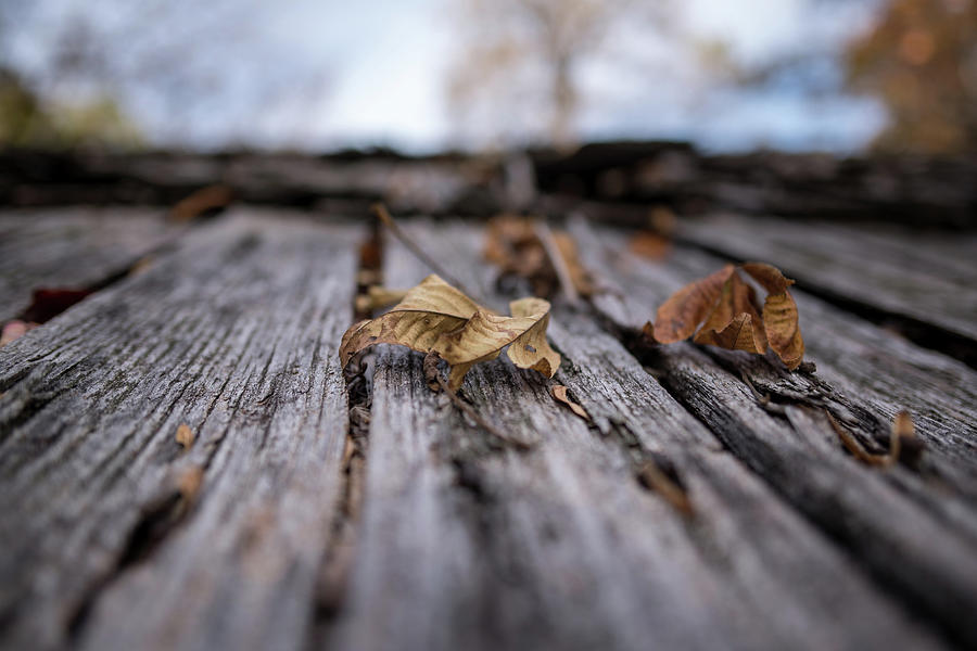 Fallen Leaf On A Rustic Shed Photograph