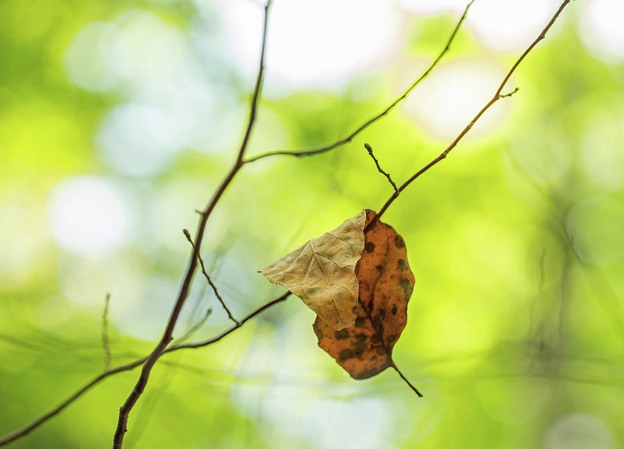 Fallen Leaf on Green Photograph by Brooke T Ryan