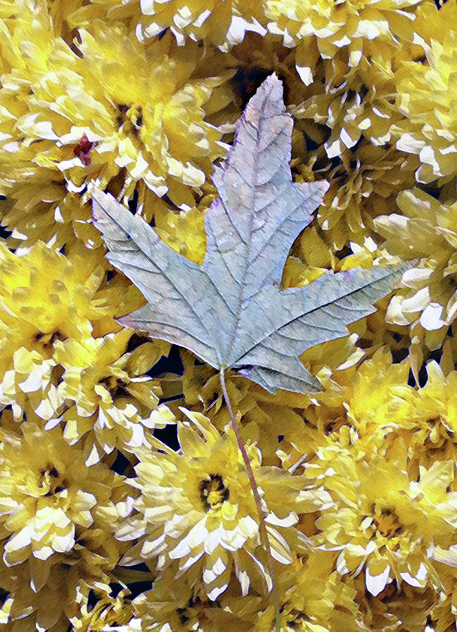 Fallen leaf on mums Photograph by Steve Karol