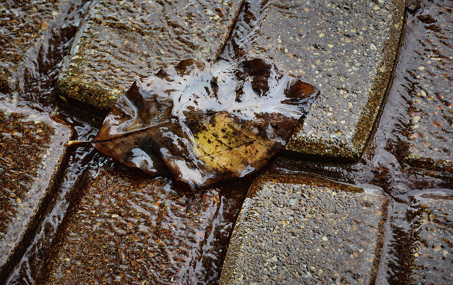 Fallen Leaf on Rain-Soaked Bricks Photograph by Greg Jackson