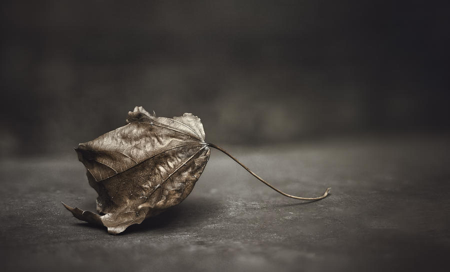Fallen Leaf Photograph