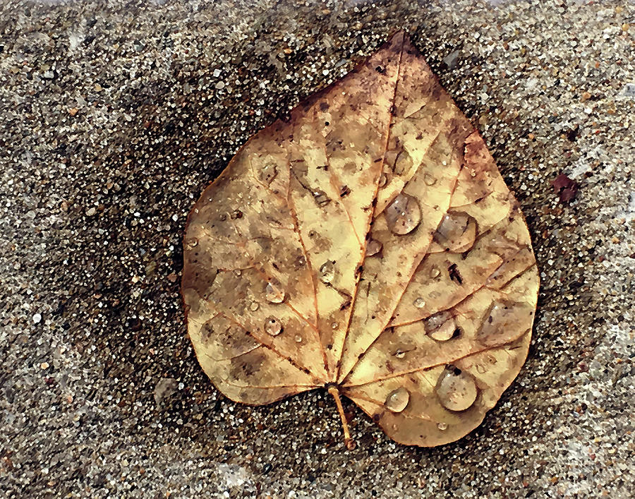 Fallen leaf Photograph by Steve Karol