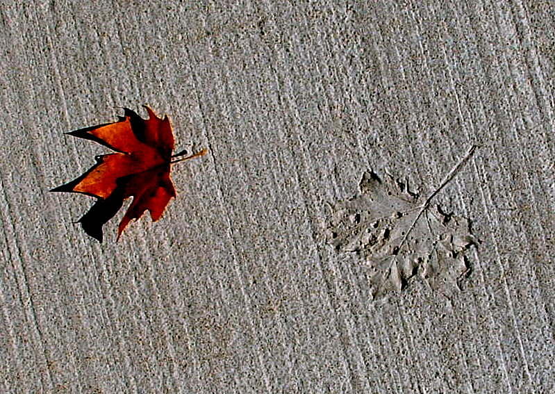 Fallen Leaf Photograph by T Guy Spencer