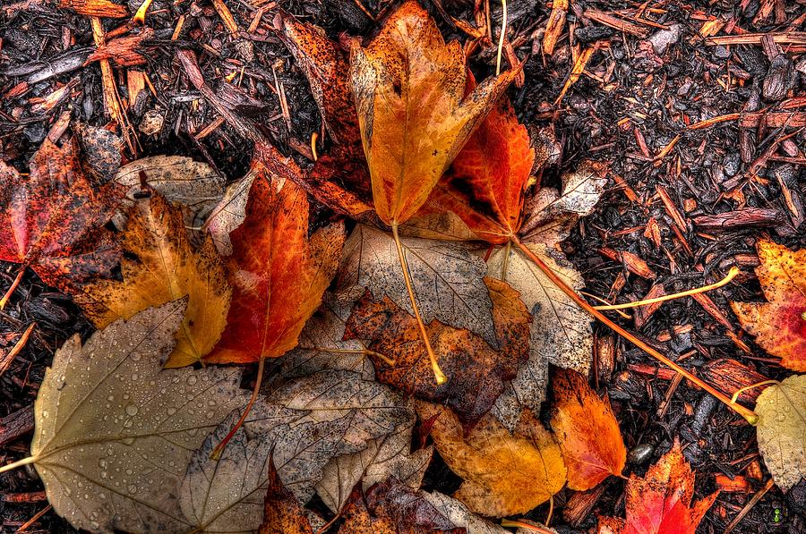 Fallen Leaves 2 6119 Photograph