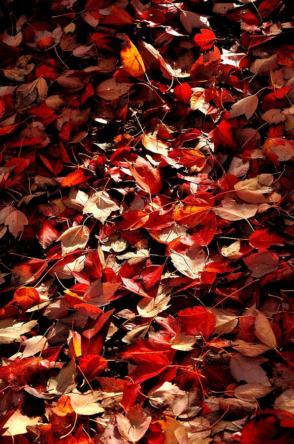 Fallen Leaves 6552 Photograph by Jerry Sodorff