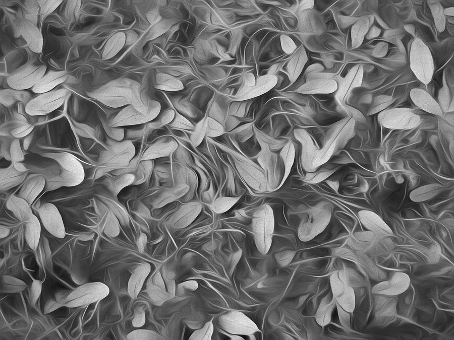 Abstractions From Nature - Fallen Leaves in Black and White Photograph by Mitch Spence