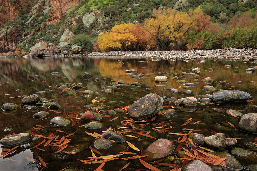 Fallen Leaves along the River Photograph by Sue Cullumber