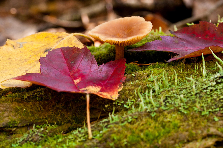 Fallen Leaves and Mushrooms Photograph by Brent L Ander