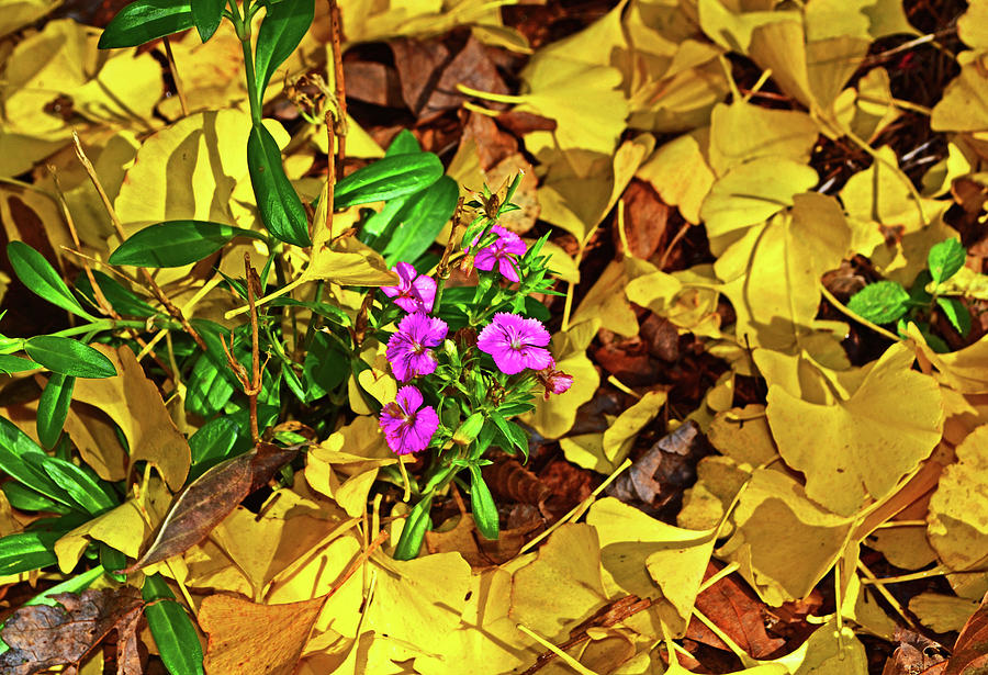 Fallen Leaves And Purple Flowers 001 Photograph by George Bostian