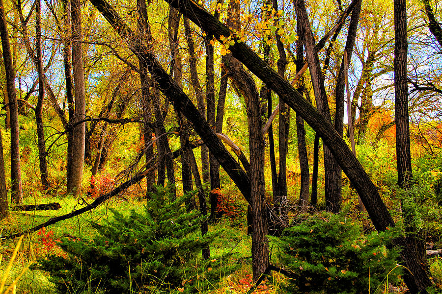 Fallen Leaves and Trees Photograph by Juli Ellen