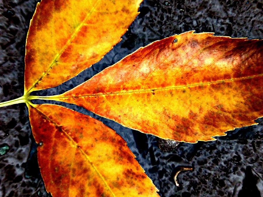 Abstract Photograph - Fallen Leaves by Beth Akerman