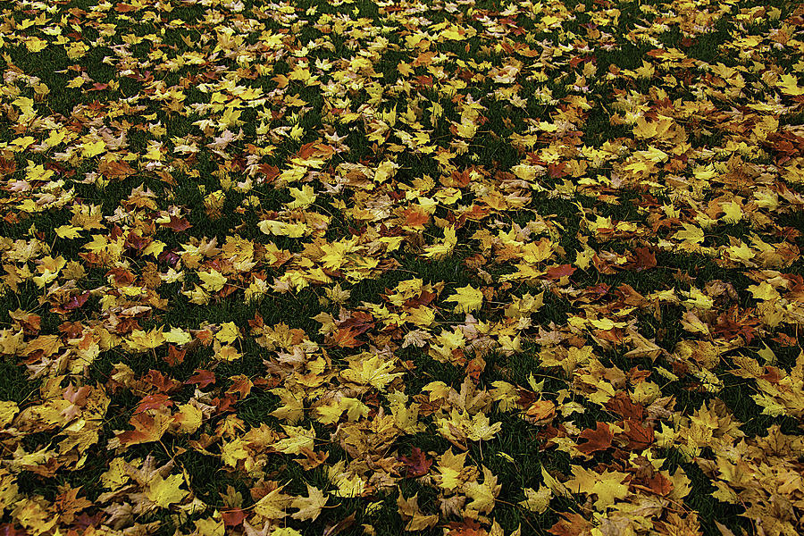 Fallen leaves Photograph by Garry Gay