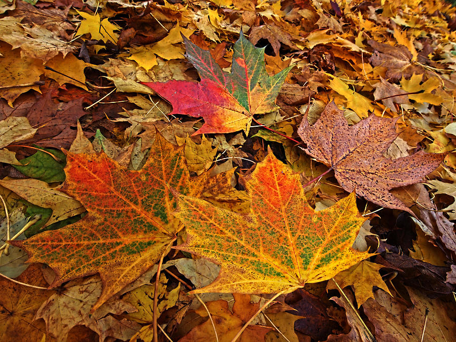 Fallen Leaves Photograph by Gill Billington