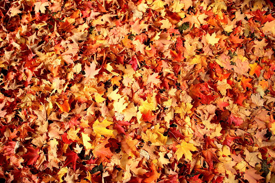 Fallen Leaves Photograph by Imagery-at- Work