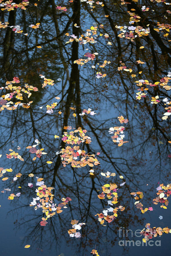 Fallen leaves in Autumn lake Photograph by Benedict Heekwan Yang
