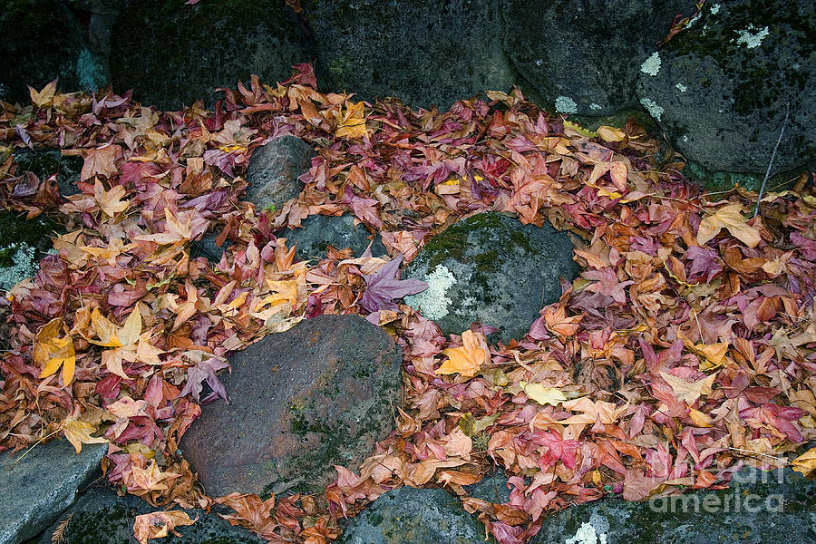 Fallen Leaves in the Autumn Rain, Rocks Photograph by Wernher Krutein