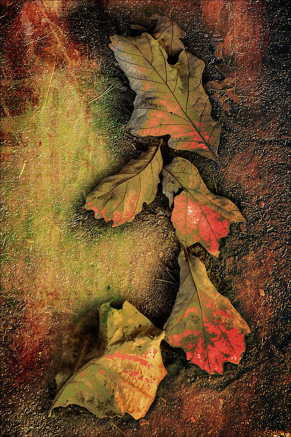 Fallen Leaves Photograph by John Anderson