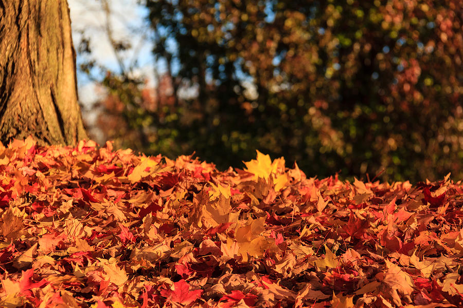 Fallen Leaves Photograph by Joni Eskridge