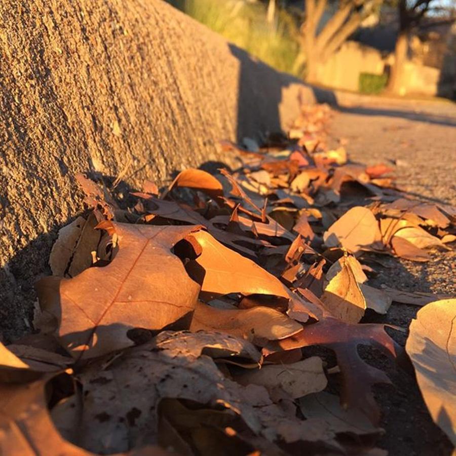 Dallas Photograph - Fallen Leaves! Just Makes You Remember by Devin Workman