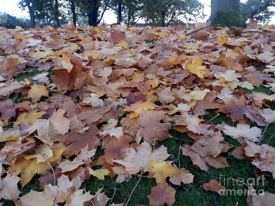 Fallen Leaves Photograph by Kim Tran