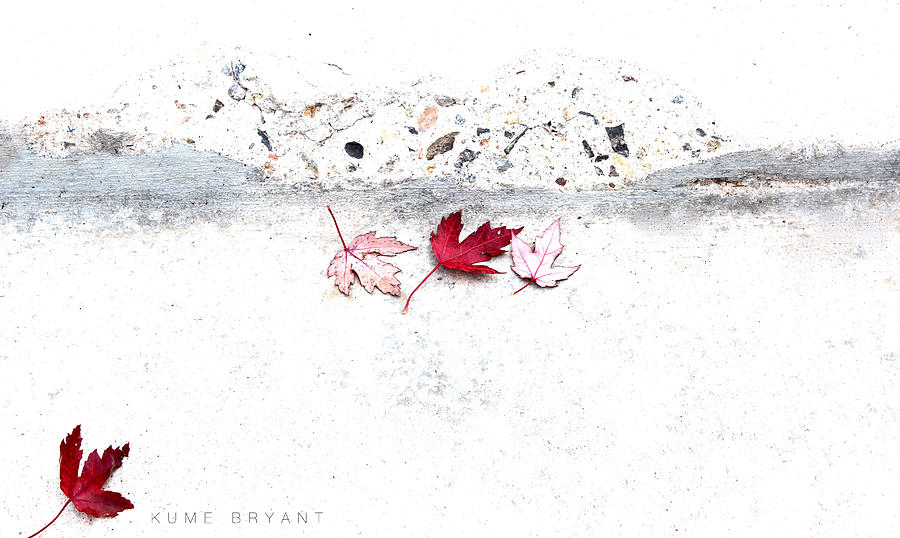 Fallen Leaves Photograph by Kume Bryant