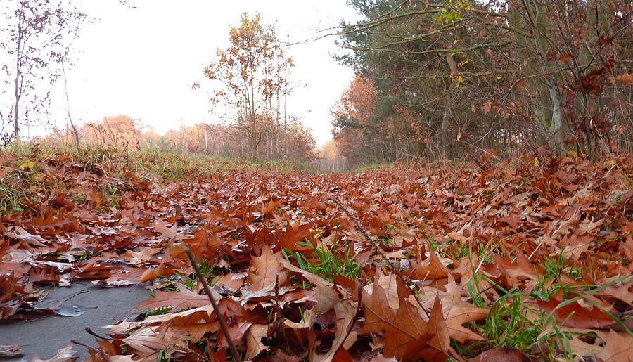 Fallen Leaves Photograph by Lukasz Ryszka