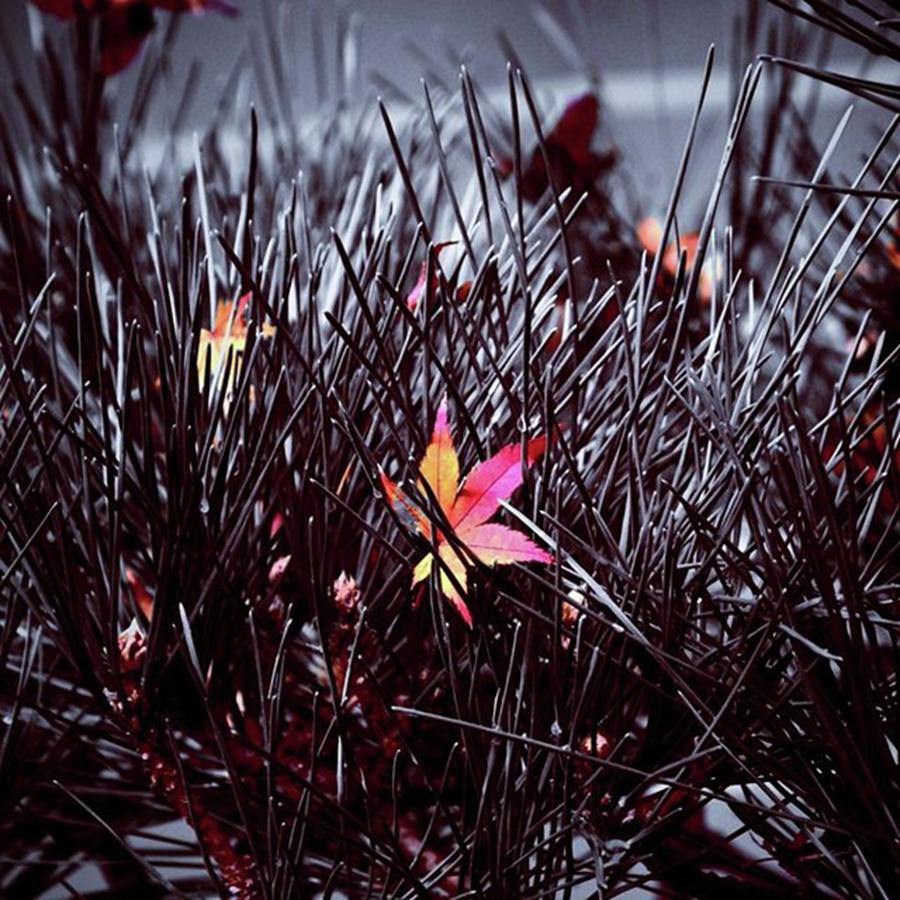 Fall Photograph - Fallen Leaves #2 by Ippei Uchida