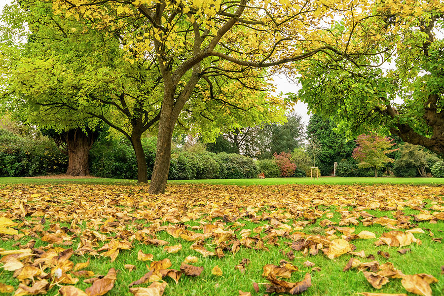 Дерево с опавшими листьями. Желтый лист. Дерево с опавшей листвой. Fall off рисунки. Fall off the tree.