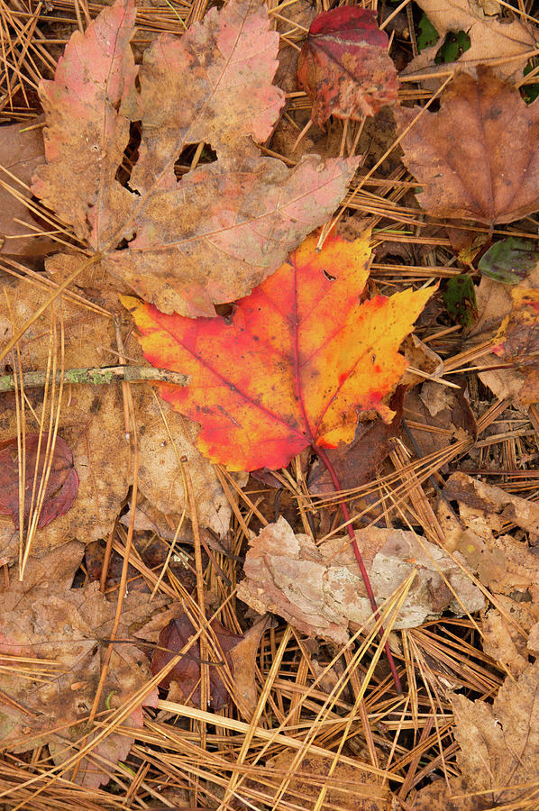 Fallen Leaves On The Forest Floor Photograph