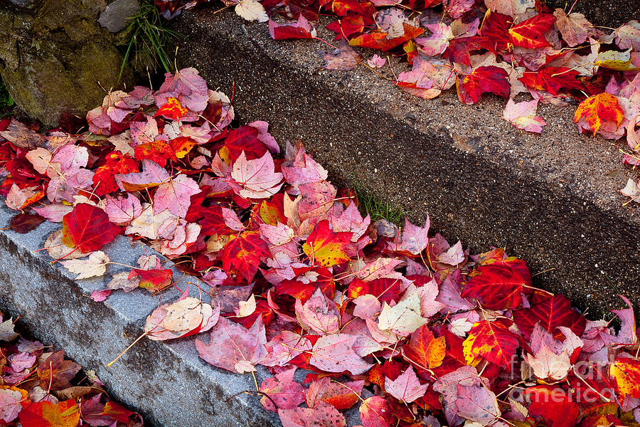 Fallen Leaves on the Steps Photograph by Susan Cole Kelly