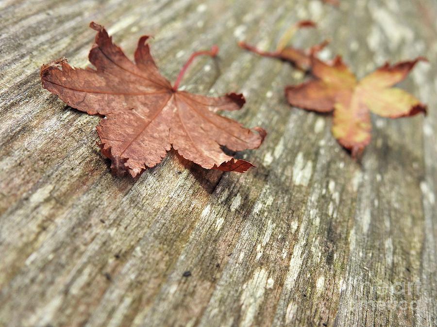 Fallen Leaves Photograph by Peggy Hughes