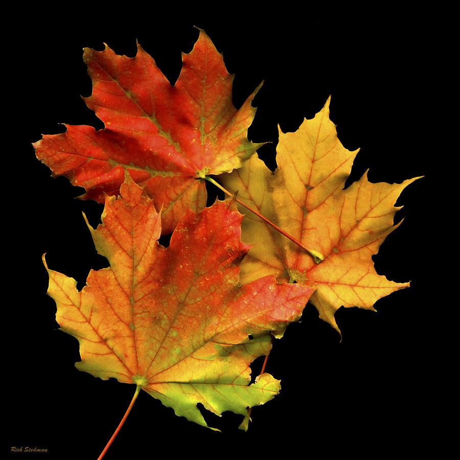 Fallen Leaves Photograph by Richard Stedman