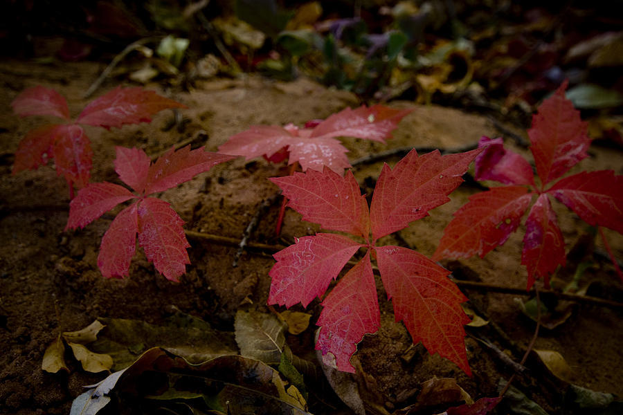 Fallen Leaves Photograph by Richard Henne