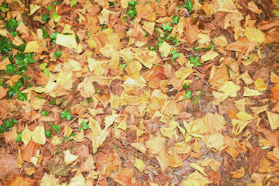 Fallen Leaves  Digital Art by Roy Pedersen